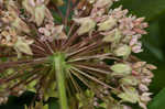 Common milkweed